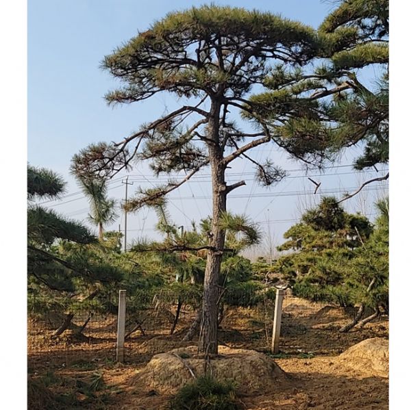 造型油松